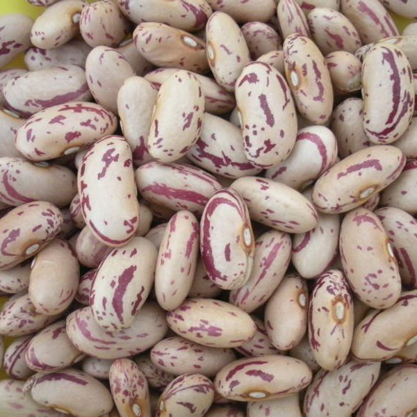 Light speckled kidney beans close-up presented for export