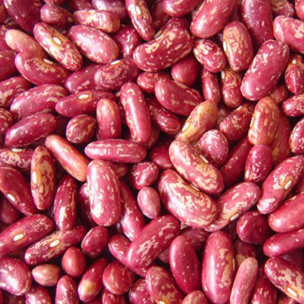 Red speckled kidney beans presented for export