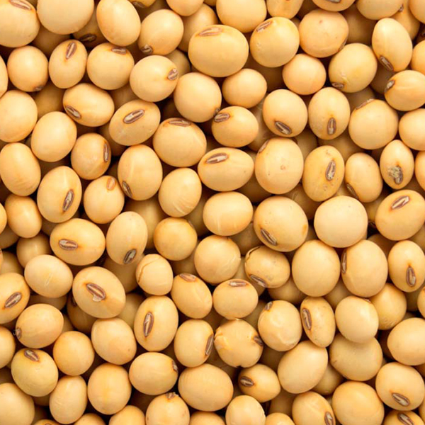 Soya beans close-up presented for export