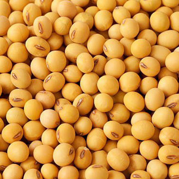 Soya beans in bulk presented for export