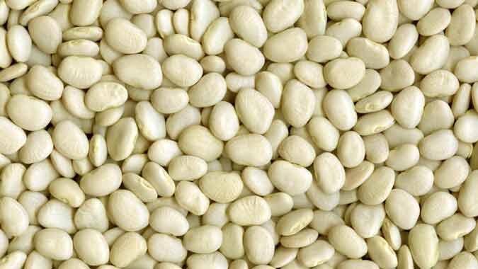 Baby lima white beans presented for export