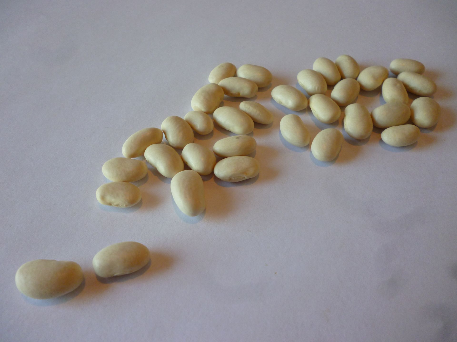 Great northern white beans presented for export