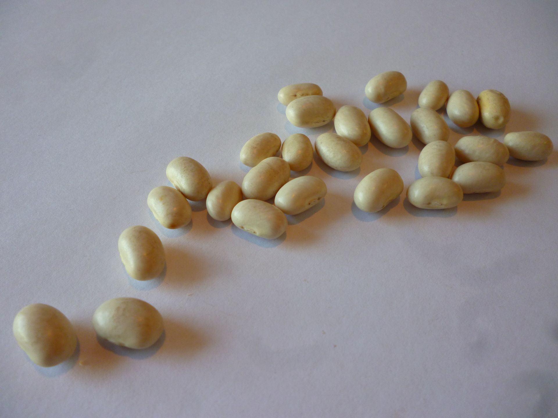 Japanese white beans presented for export