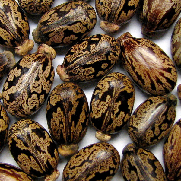 Castor seeds close-up presented for export