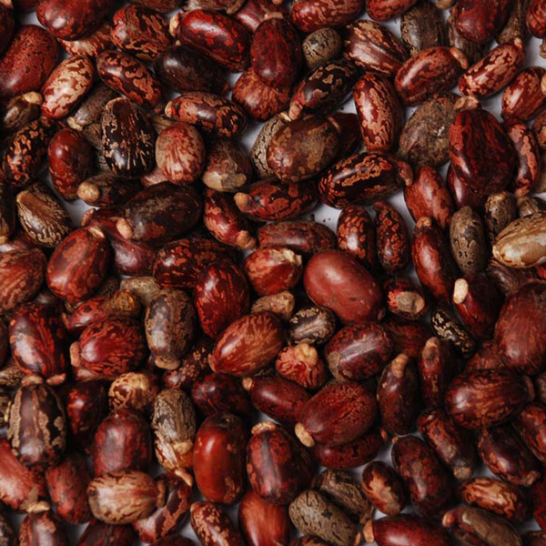 Castor seeds presented for export