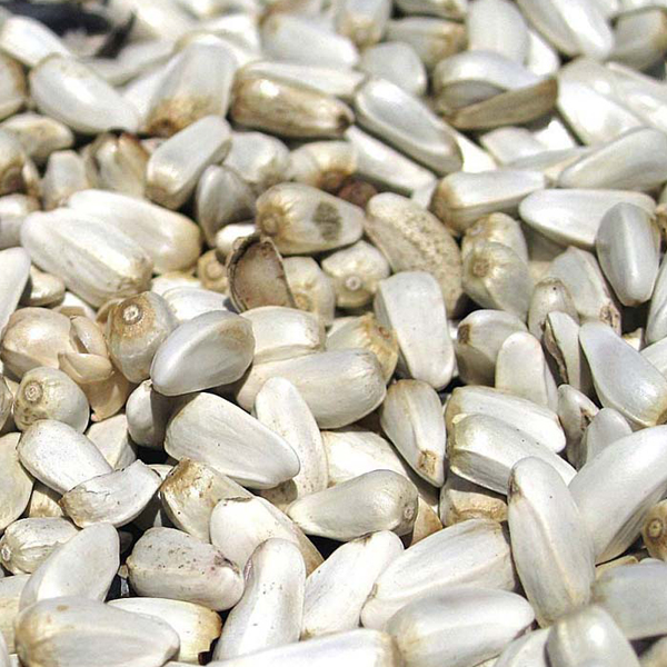 Sunflower seeds presented for export