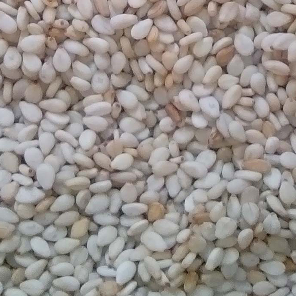 Wollega sesame seeds in bulk presented for export
