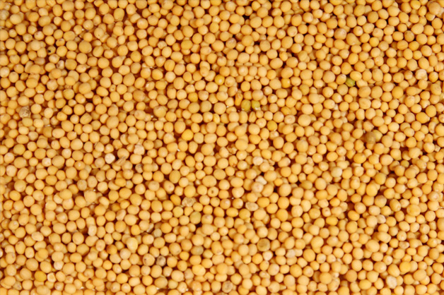 Yellow mustard seeds presented for export